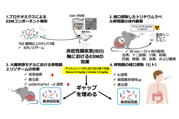 先端総合研究機構 清水特任准教授らの研究グループが卵殻膜の主要成分を同定し、人間にも腸内環境改善効果があることを明らかにしました