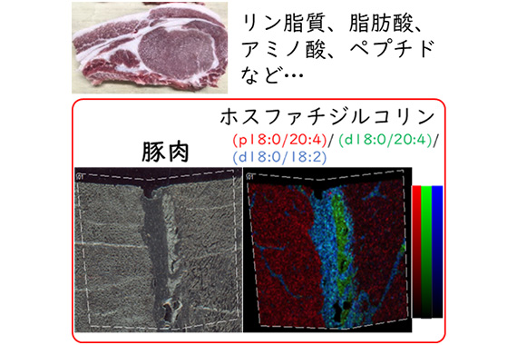 食肉の安全性の確保に向けた研究