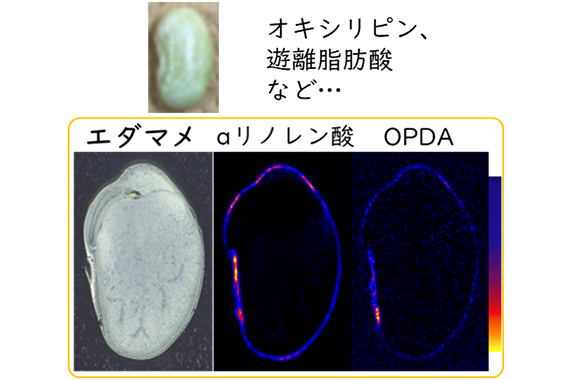 植物オキシリピンの食品利用に向けた研究