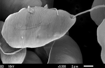 Joint research with companies on biofuel production technology using microalgae