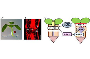 接ぎ木接着にかかわる植物ホルモンの分子メカニズム