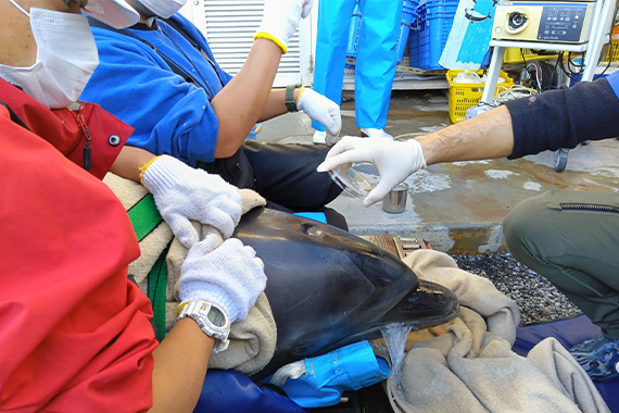 帝京大学医真菌研究センターの教員・研究員が沖縄美ら島財団との共同研究の一環として真菌への技術指導を行いました