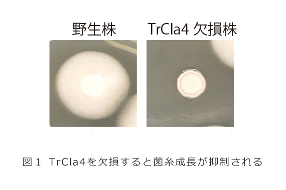 A research group led by Associate Professor Yamada of the Medical Mycology Research Center has identified a new antifungal drug target candidate for Trichophyton