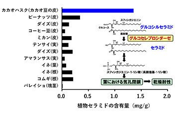 「植物セラミドの生理作用の解明とサステナブル素材としての有効活用」