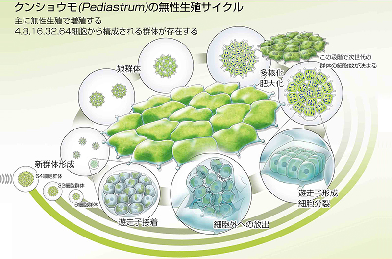 Illustration of Pediastrum