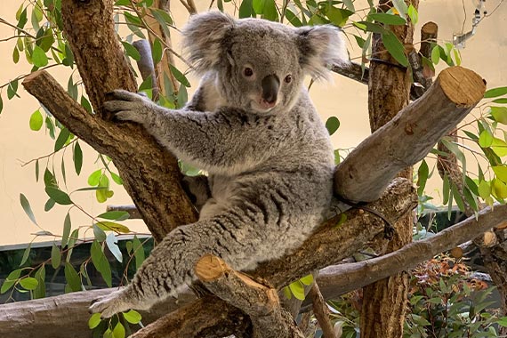 koala