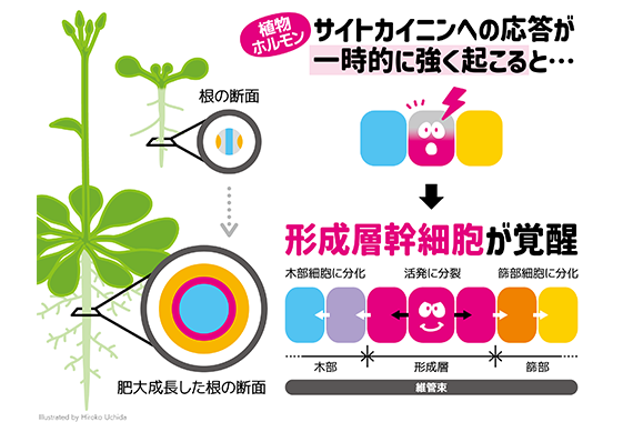 理工学部朝比奈教授が参画する共同研究グループが、植物幹細胞が覚醒するスイッチを発見しました
