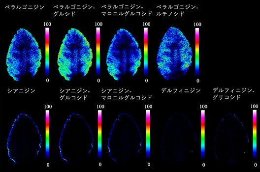 Results of visualization of strawberry anthocyanins