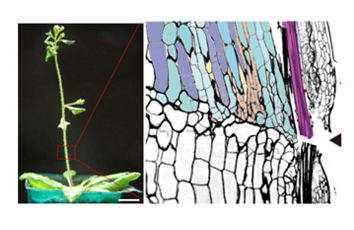 Elucidation of root regeneration mechanism (joint research with University of Tsukuba and Kobe University)