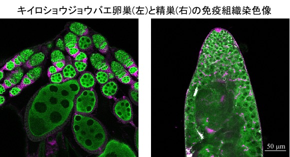 生殖細胞の形成過程における性決定メカニズムの解明