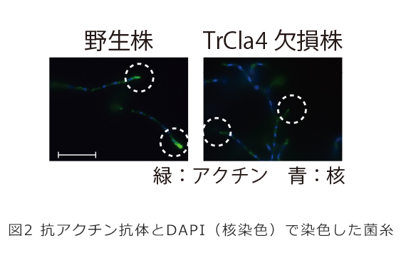 Chart 02