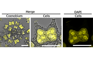 Elucidation of the light regulation mechanism of the life history of microalgae