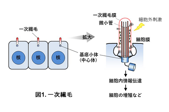薬学部斎藤講師らの研究グループが細胞のアンテナ「一次繊毛」が細胞増殖を制御する仕組みを発見しました