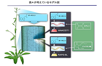 Healing mechanism of plant cutting tissue