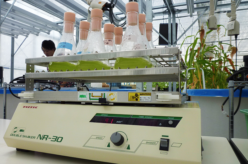温室での微細藻類の培養実験の写真