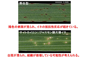 イネの病害抵抗性反応に関与する植物ホルモンの機能の解明