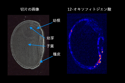 Visualization of jasmonic acid-related oxylipin in kidney beans