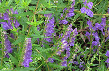 Scutellaria baicalensis