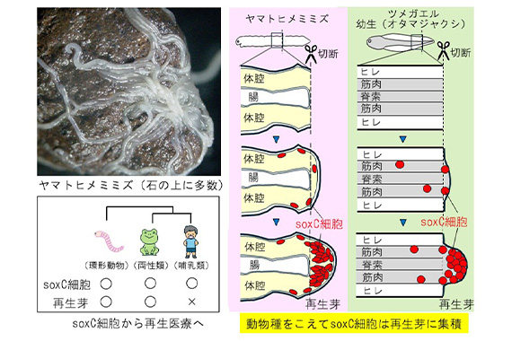 本学薬学部山口教授らの研究グループが、器官再生を促進する細胞を発見しました