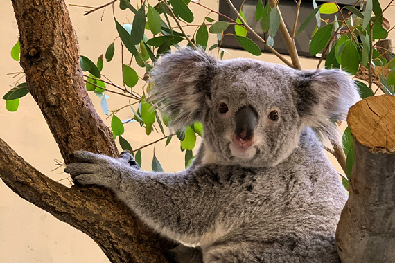 A research group at the Medical Mycology Research Center has clarified the carriage status and mechanism of koala disease pathogens in domestic zoos.