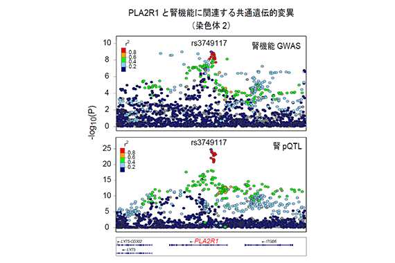 医学部 広浜講師らの研究グループが腎臓内のタンパク質と病気の新たなつながりを明らかにしました