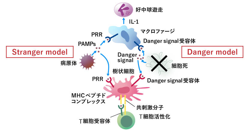 自己と他者を区別する「Stranger model」（左）では病原体から出たDanger signalが樹状細胞やマクロファージなどの免疫細胞に認識されている。
「Danger model」（右）でも細胞死した細胞を知らせるシグナルとしてDanger signalが放出されている