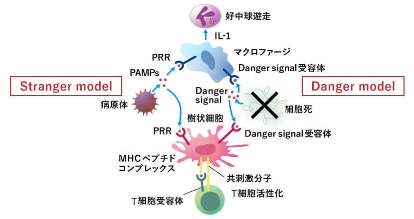 自己と他者を区別する「Stranger model」（左）では病原体から出たDanger signalが樹状細胞やマクロファージなどの免疫細胞に認識されている。
「Danger model」（右）でも細胞死した細胞を知らせるシグナルとしてDanger signalが放出されている