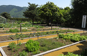 帝京大学薬用植物園