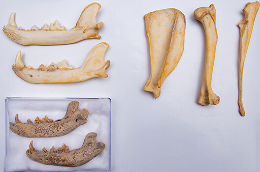 Animal bones