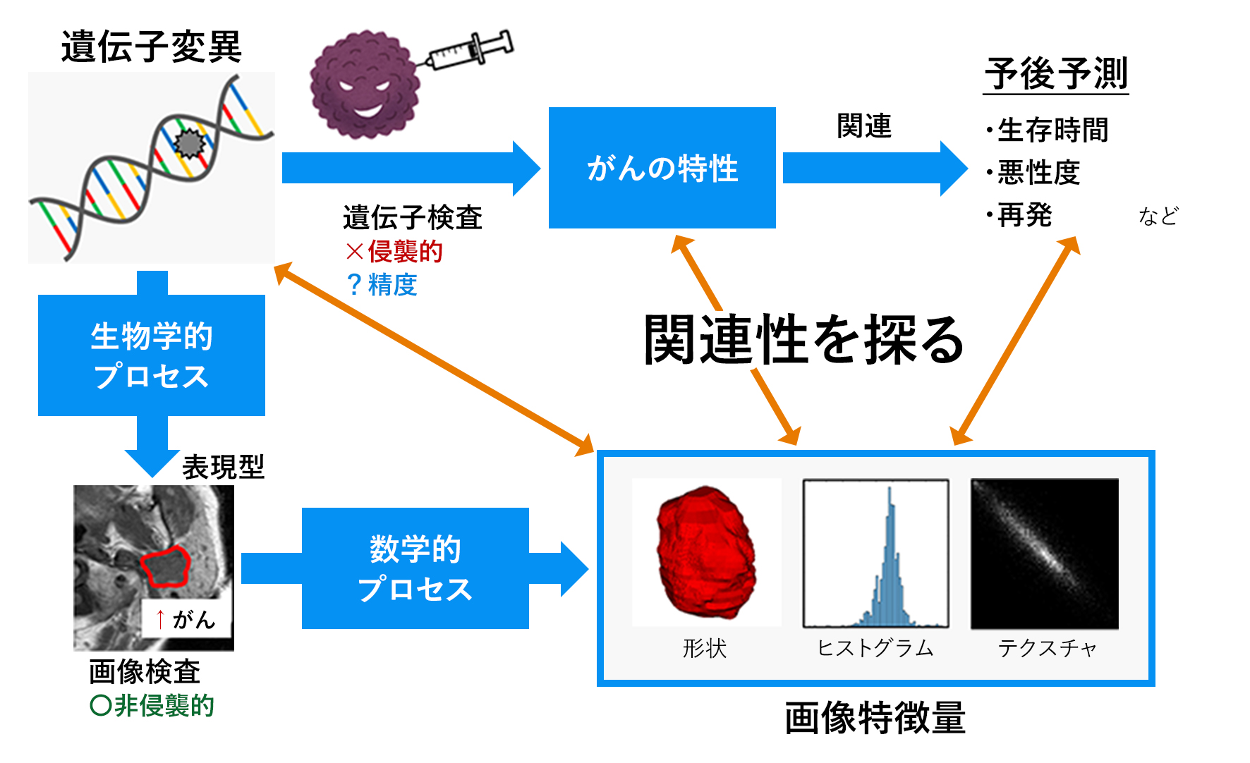 医用画像の中から、がんの悪性度や予後につながる表現型の特徴をさまざまな形で抽出して予後を予測する