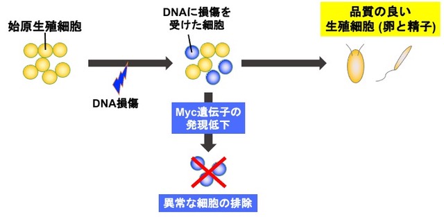 Elucidation of quality control mechanism in germ cell formation process