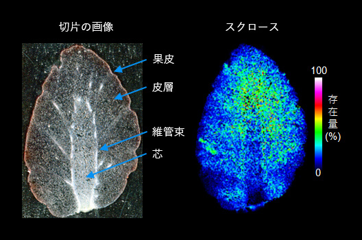 イチゴのスクロースの可視化