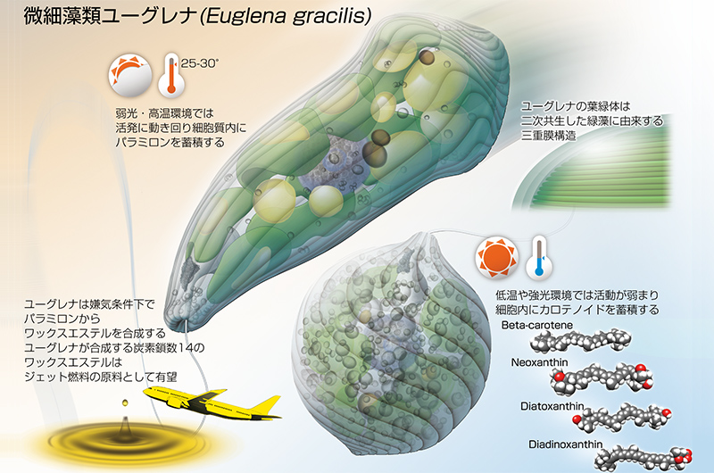 ユーグレナのイラスト