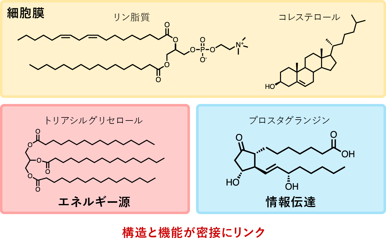 Examples of molecular structural formulas for the three major functions of lipids. The structure of lipids changes depending on the way carbon and hydrogen are connected, and changing the structure changes the function.