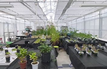 植物科学分野