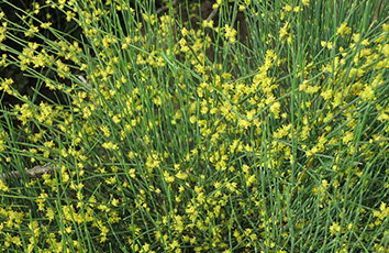 Ephedra