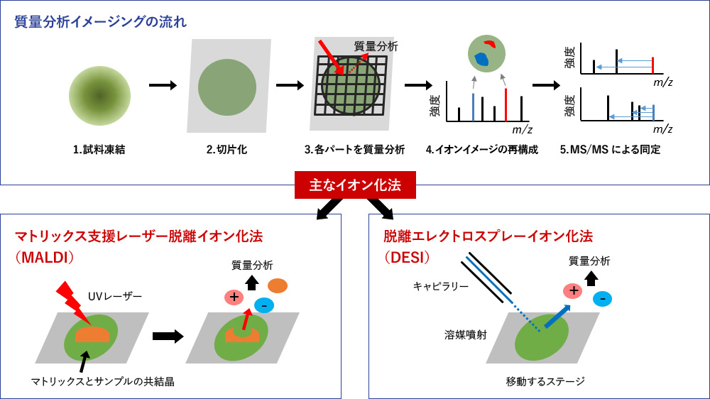 質量分析イメージングの流れ