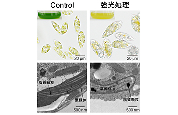 Elucidation of molecular mechanism for improving resistance to strong light stress of microalgae