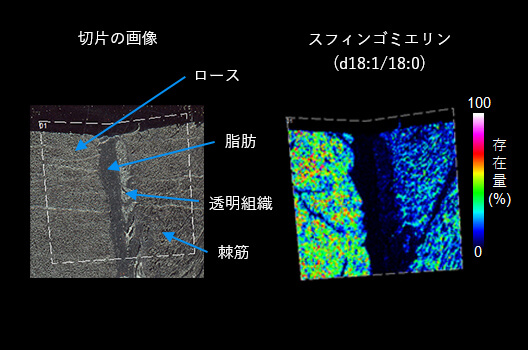 Visualization of sphingomyelin in pork loin