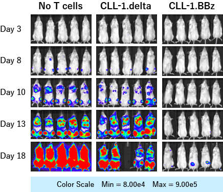 CLL-1 CAR-T細胞によるAML細胞の増殖抑制の画像