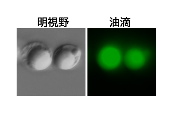 理工学部高山准教授らの研究グループが、お財布にもやさしい鰻用育成促進サプリを開発しました