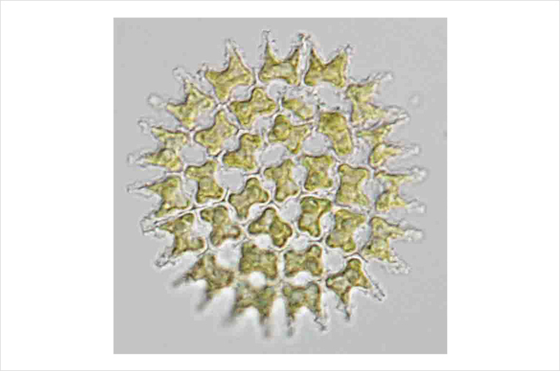 Photo of Pediastrum