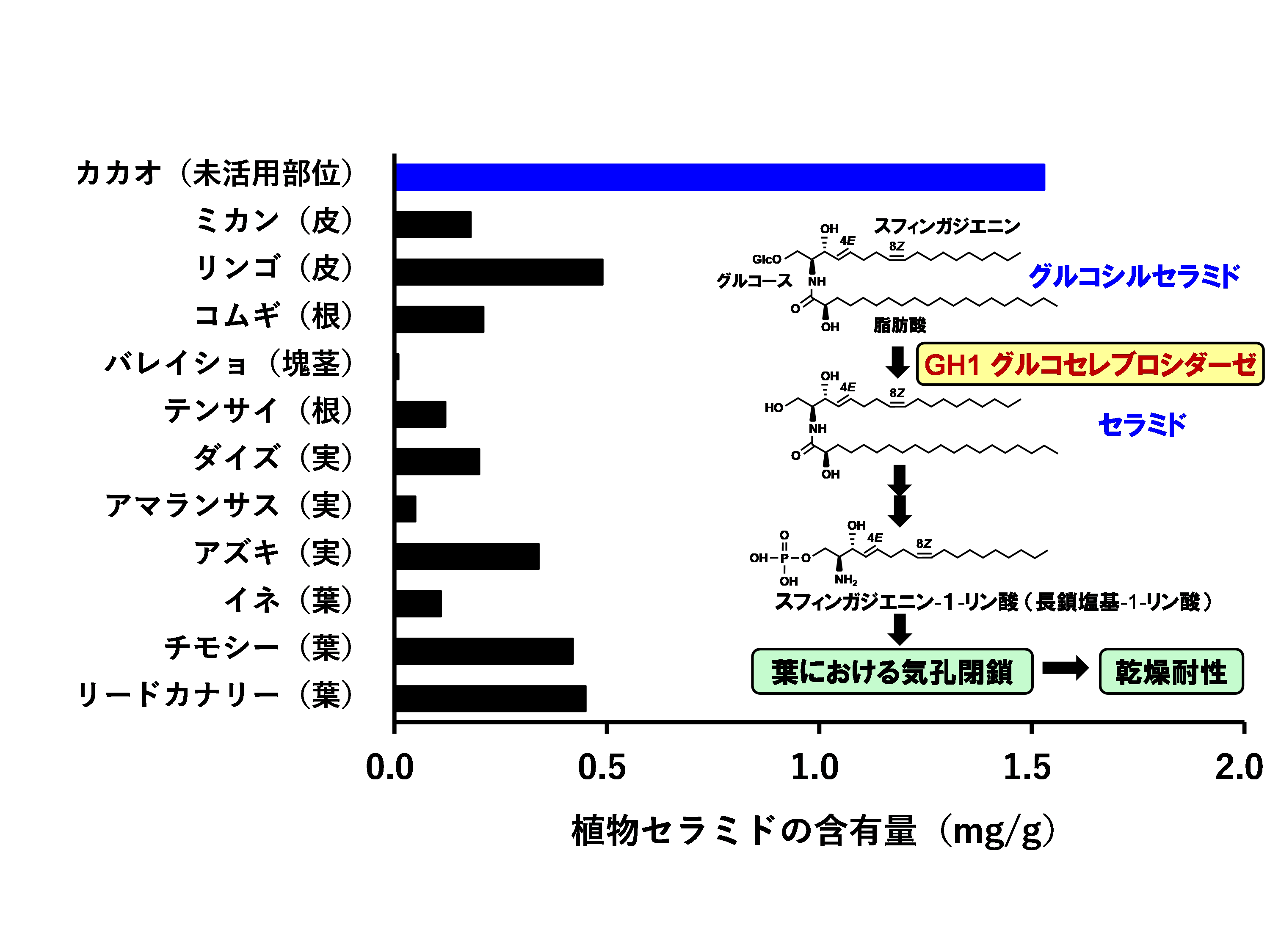 「植物セラミドの生理作用の解明とサステナブル素材としての有効活用」