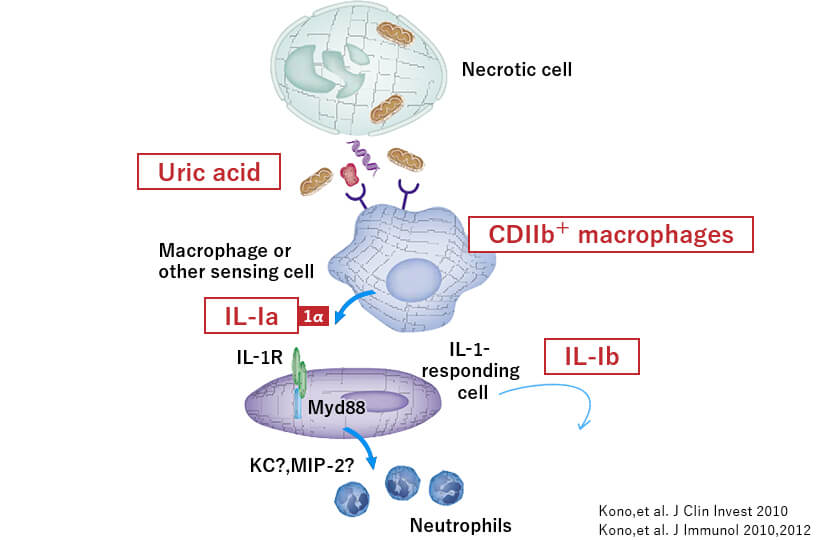 細胞死を起こした細胞の細胞膜から漏れ出た尿酸（Uric acid）がDanger signalとしてマクロファージに認識され、IL-1という炎症性サイトカインを産生