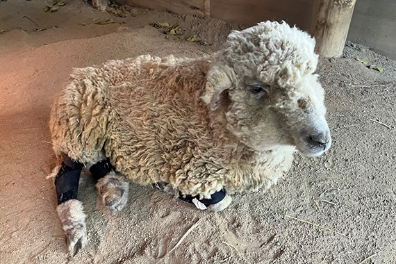 壇順司講師が大牟田市動物園の高齢ヒツジにオリジナルサポーターを作成しました