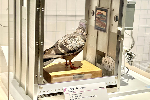 本学心理学科が国立科学博物館の特別展「鳥」に協力しました