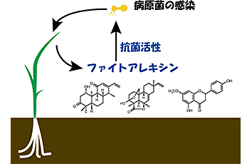 イネの抗菌性二次代謝産物の生産制御機構の解明