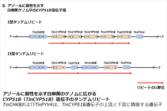 山田准教授らの研究グループが、病原真菌の新しい薬剤耐性化メカニズムの一端を明らかにしました