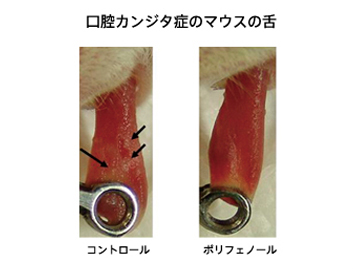 マウス口腔カンジダ症に対するポリフェノールの治療効果（矢印はカンジダによる白苔）